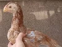 Chickens — Foto 6