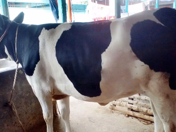 Kuh, Holstein-Rasse