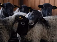 كبش, Romanov sheep — الصورة 3