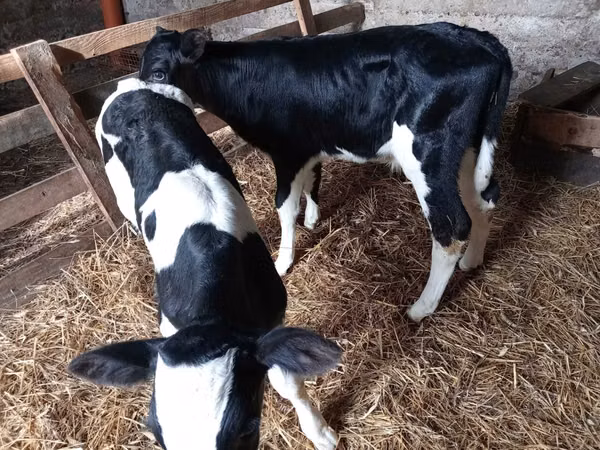 सांड, Russian Black pied cattle