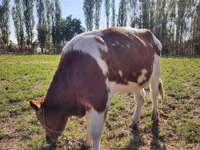 Bulle, Simmental cattle — Foto 3