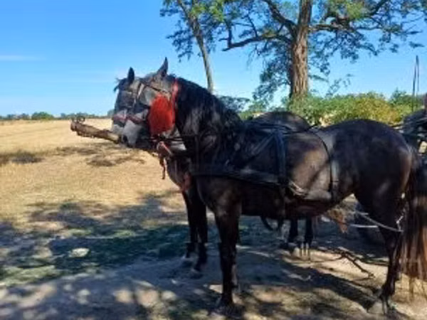 Mare, Horses