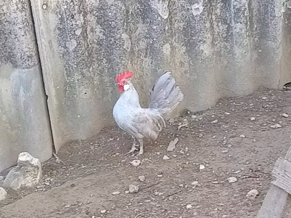 بانتام هولندي