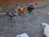Danish hen — photo 4