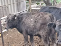 Toro, Aberdeen-Angus — foto 7