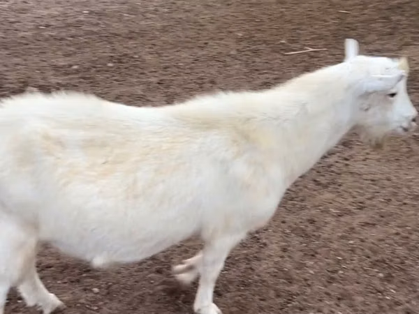 Ziegenbock, Saanen goat