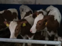 Toro, Simmental cattle — foto 7