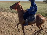Stute, Thoroughbred horse — Foto 2