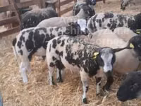 Ram, Zwartbles sheep — photo 2