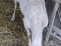 Carnero, Assaf sheep — foto 2