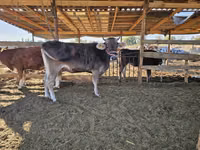 Cow, Swiss cattle — photo 6