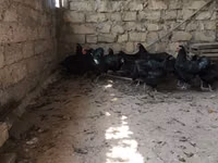 مالينس — الصورة 1