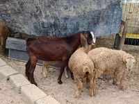 Ziegenbock, Damask goat — Foto 2