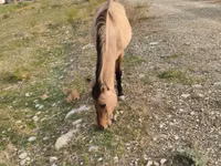 Stute, Azerbaijan horse — Foto 3