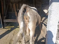 Cow, Simmental cattle — photo 2