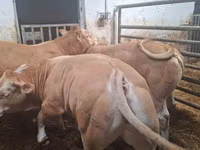 सांड, Blonde d’Aquitane cattle — फ़ोटो 5