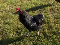 Araucana — Foto 6
