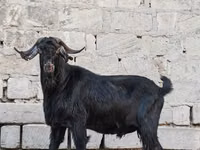 Ziegenbock, Anatolian Black goats — Foto 4