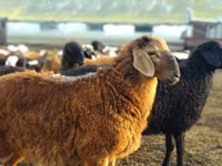 Ram, Sheep — photo 3