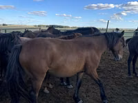 فرس, Kazakh horse — الصورة 1