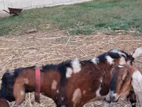 Ziegenbock, Nubian Goat — Foto 3