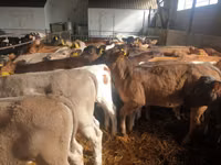 Rinder (Partie, Geschlecht nicht angegeben), Simmental cattle — Foto 3