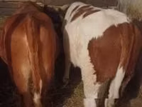 Cow, Limousin cow — photo 1