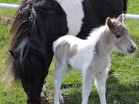Mare, Miniature horse — photo 6