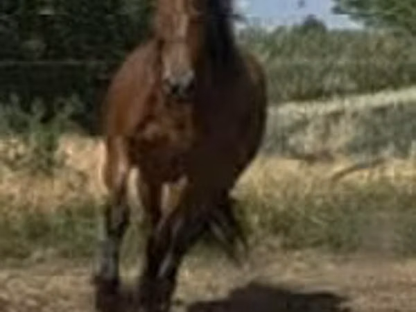 Mare, Horses
