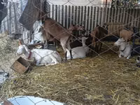 عنزة, Saanen goat — الصورة 3