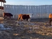 بقرة, Yaroslavl cattle — الصورة 6