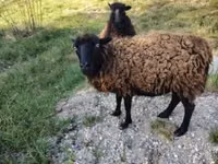 Schaf, Ouessant sheep — Foto 1