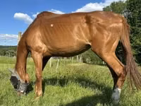 Stute, Polish pony — Foto 4