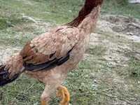 Chickens — Foto 1