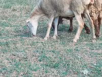 نعجة, الأغنام — الصورة 2