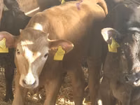 Rinder (Partie, Geschlecht nicht angegeben), Simmental cattle — Foto 7