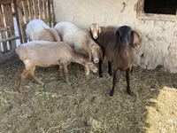 Carnero, Arashan sheep — foto 5