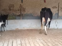 Cow, Latvian Blue cattle — photo 7