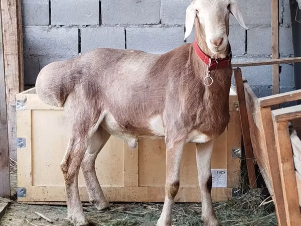मेढ़ा, Rhon sheep