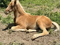 Caballo, Rocky Mountain Horse — foto 7