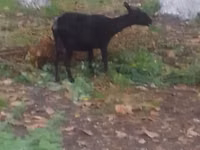 Goat, Goats — photo 2