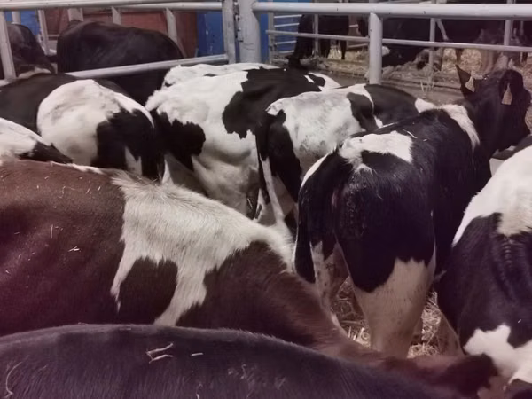 ثور, Russian Black pied cattle