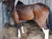 Caballo, Altai horse — foto 2