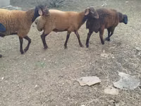 Schafe (Partie, Geschlecht nicht angegeben), Karabakh sheep — Foto 3