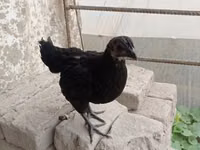 Ayam Cemani — foto 3