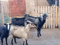 Ziegenbock, Ziegen — Foto 2
