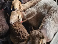 تيس, Boer goat — الصورة 1