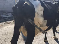 Kuh, Holstein-Rasse — Foto 7