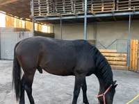 حصان, Karachay horse — الصورة 2