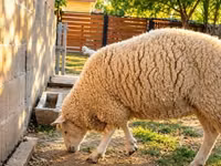 نعجة, British  Milksheep — الصورة 2